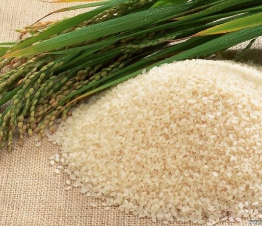 jenis beras organik